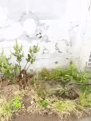 Garden Master Weed Rake